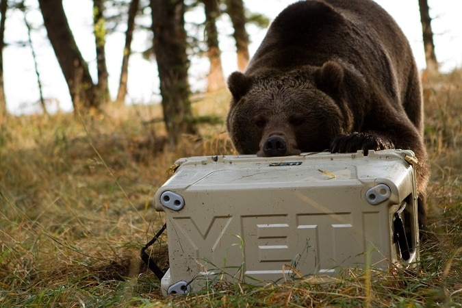 Why Is Everyone Obsessed with Rotomolded Coolers? (And Should You Be Too?)